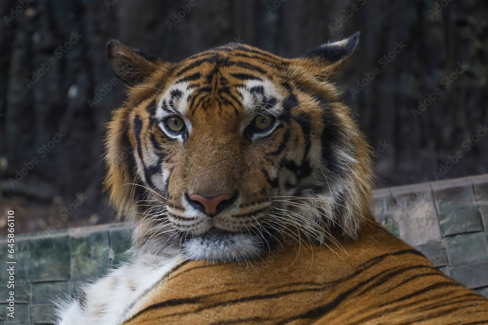 Obraz premium Close up bengal tiger is beautiful animal and dangerous in forest