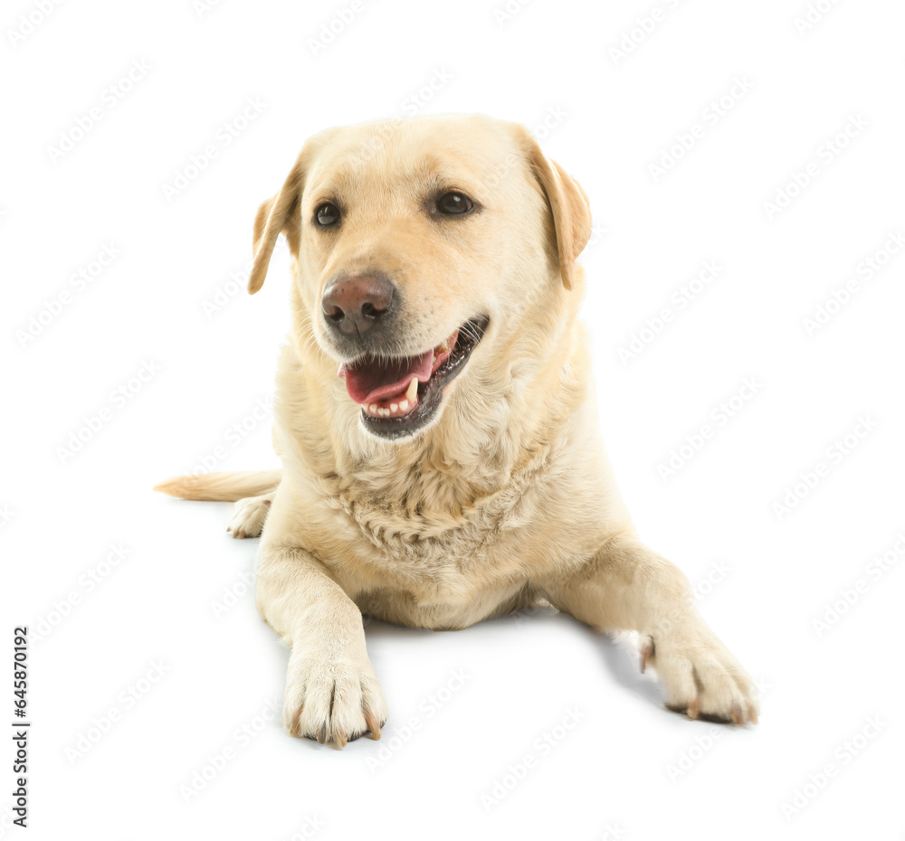 Cute Labrador dog lying on white background