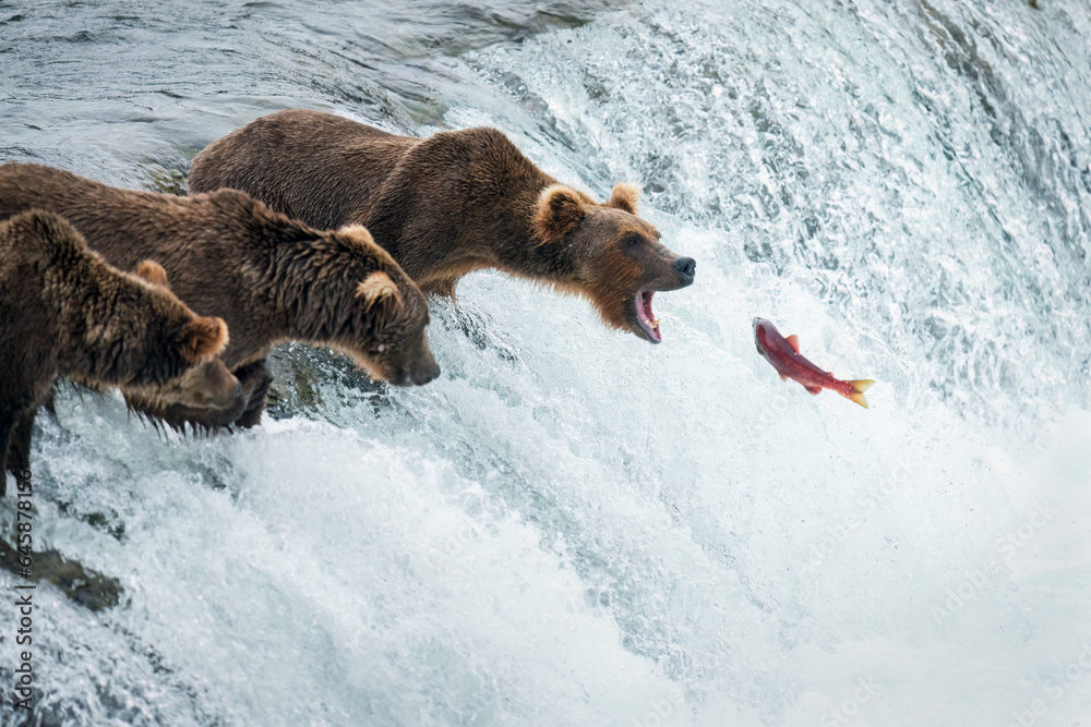 Red sockeye salmon jumping up the Brooks Falls into a brown bear’s open mouth. Katmai National Park. Alaska.