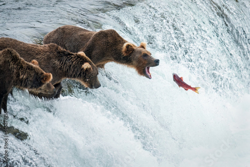 Obraz na płótnie Red sockeye salmon jumping up the Brooks Falls into a brown bear’s open mouth. Katmai National Park. Alaska. w salonie
