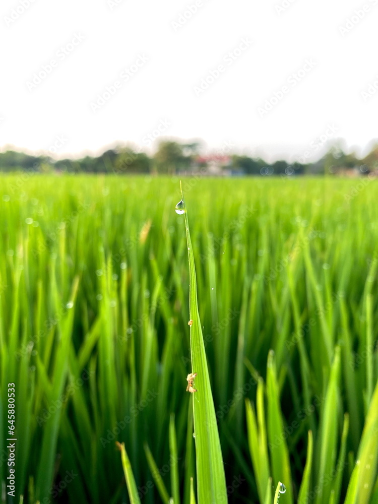 Fototapeta premium The morning dew on the rice leaves is a simple beauty of nature, which can provide a sense of peace and tranquility for many people.