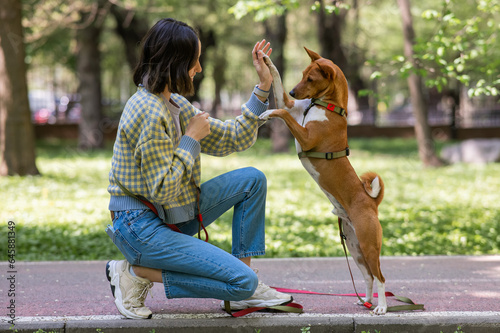 African dog sabbenji high fives the owner on a walk in the park.  photo