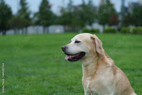 labrador retriever ラブラドール レトリーバー 犬 大型犬