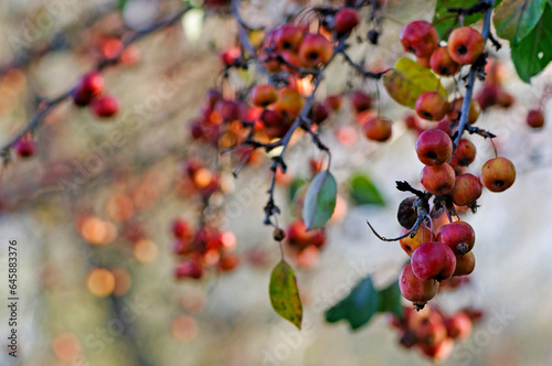 Fruits d'un pommer du japon