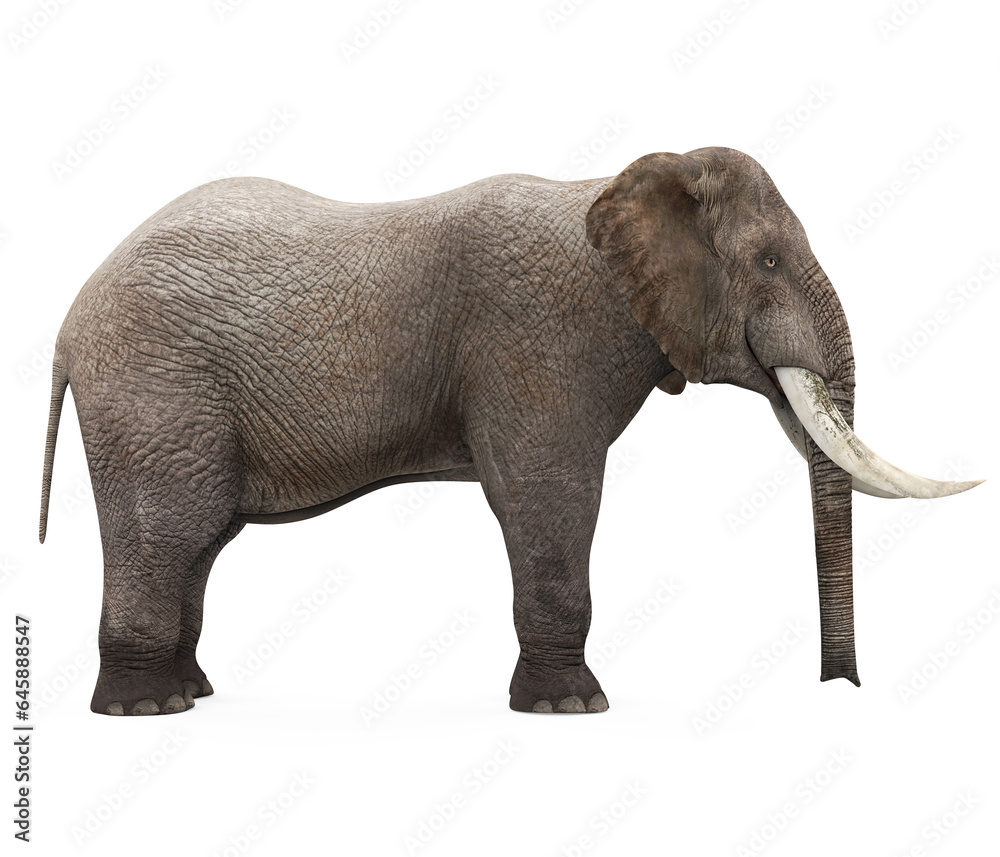 Obraz premium Elephant Isolated
