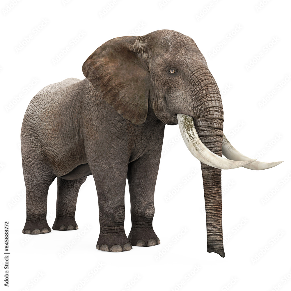 Obraz premium Elephant Isolated