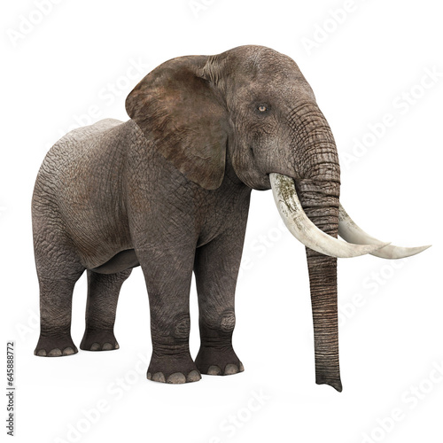 Elephant Isolated