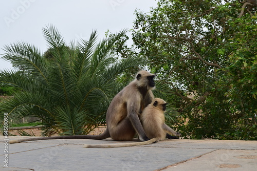 Photography monkey baby sitting with it's mother