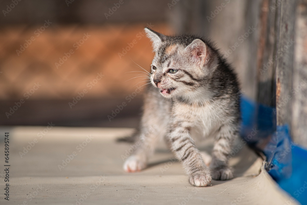 Naklejka premium Beautiful gray kitten in a village yard.