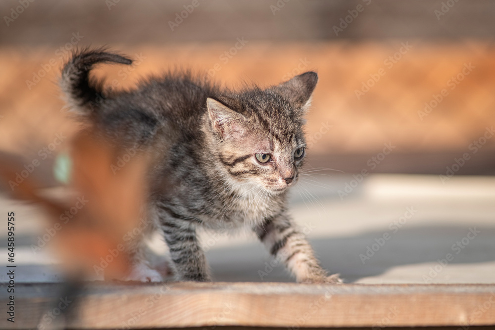 Naklejka premium Beautiful gray kitten in a village yard.