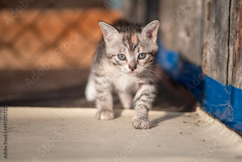 Beautiful gray kitten in a village yard.