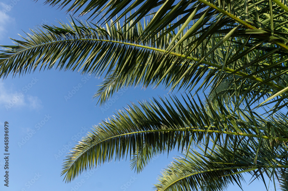 Green palm branches in the blue sky.