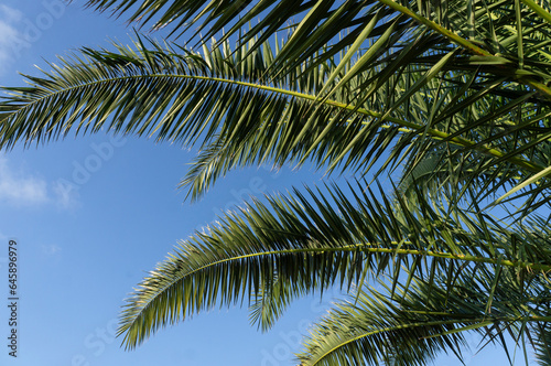 Green palm branches in the blue sky. © Maria