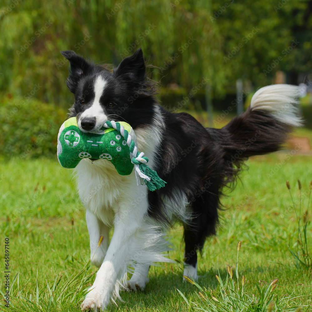 Border collie playing with pet toys outdoors, outdoor activities, pet supplies