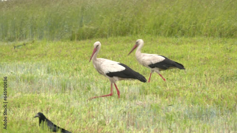 White storks in the field, storks on ground, stork looking the camera, scenery and storks, close up of white storks. White stork walking on a greenfield.
White storks in the field, storks on ground, stork looking the camera, scenery and storks, close up of white storks. White stork walking on a greenfield.