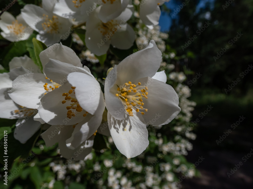 Obraz premium Close-up shot of bowl-shaped white flowers with prominent yellow stamens of the Sweet mock orange or English dogwood (Philadelphus coronarius) in summer