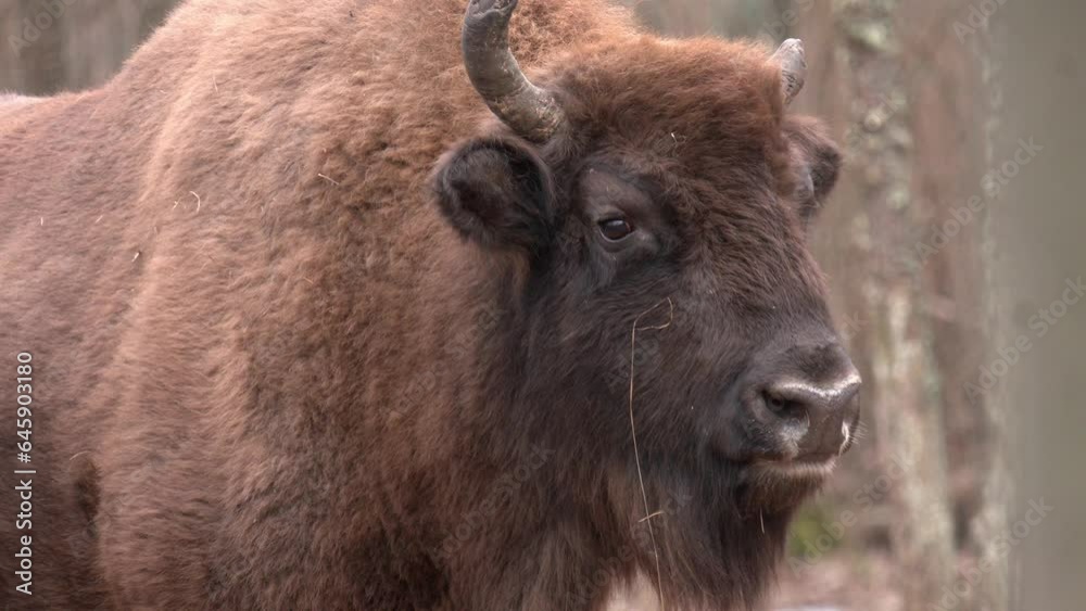 Bison close up while eating his food. Wildlife scene from nature. Bison herd in the autumn forest. European bisons in its natural habitat.
Bison close up while eating his food. Wildlife scene from nature. Bison herd in the autumn forest. European bisons in its natural habitat.