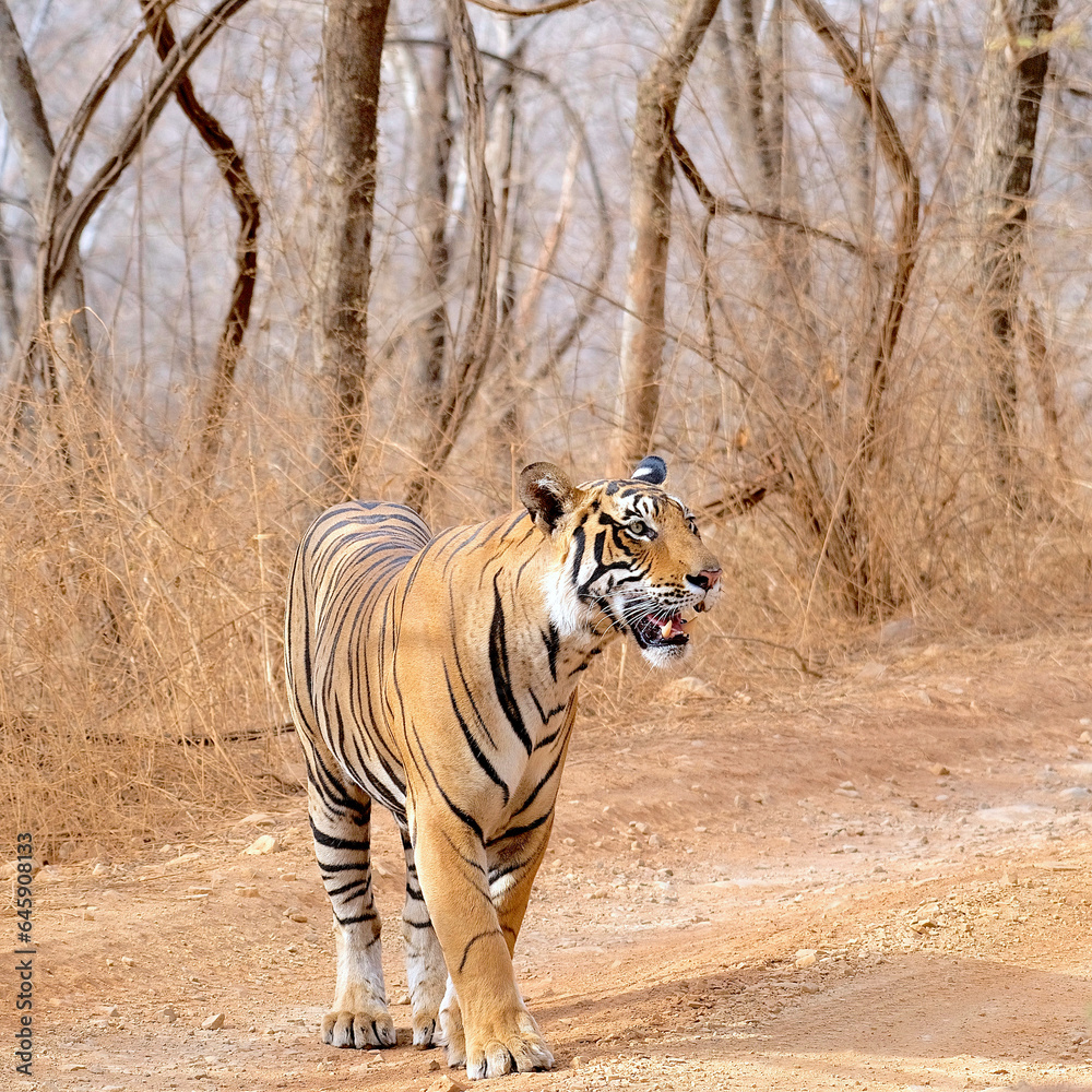 Fototapeta premium tiger waiting to stalk its prey