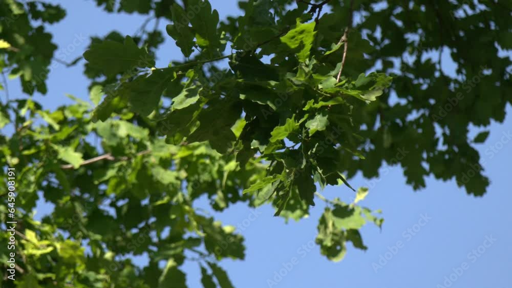 Spring bright background with a branch and leaves of an oak close-up against a blue sky in sunlight. Young green leaves of an oak tree against the sky
Spring bright background with a branch and leaves of an oak close-up against a blue sky in sunlight. Young green leaves of an oak tree against the sky