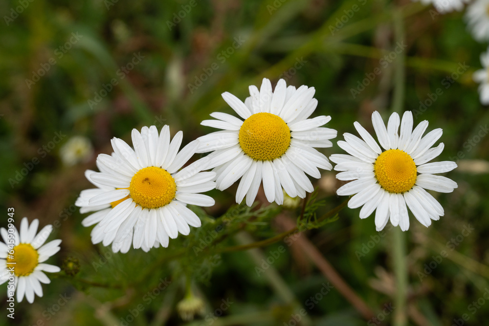Fototapeta premium daisies in the grass