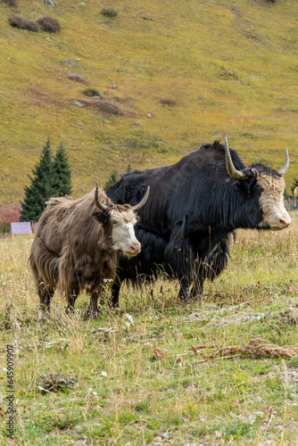 Fototapeta Naklejka Na Ścianę i Meble -  
two yaks
black yak
brown yak
yak family in the mountains