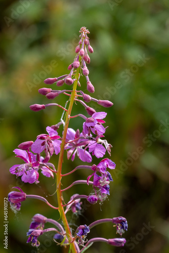 flowers in the forest purple flower bushes with flowers