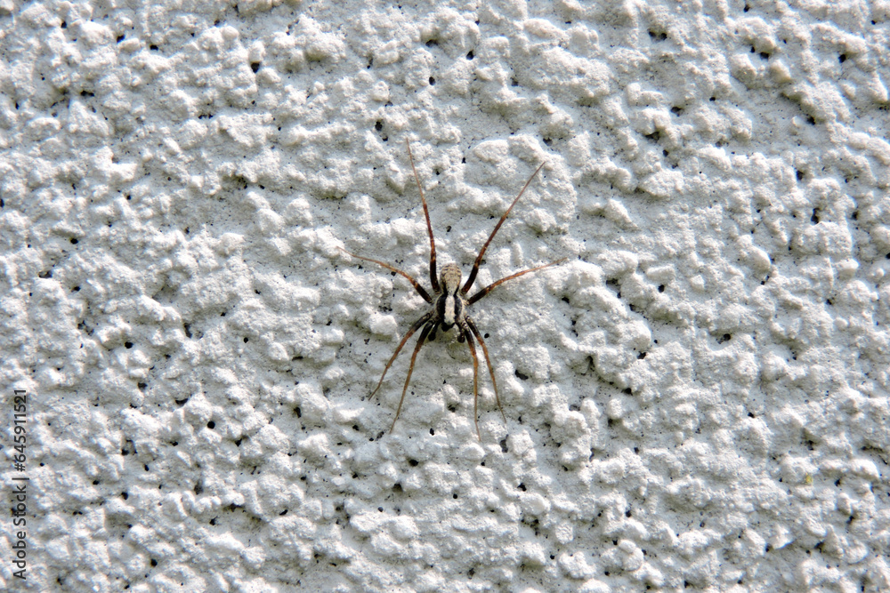 A close-up of a brown wolf spider with a light brown median band walking on a white wall A close-up of a brown wolf spider with a light brown median band walking on a white wall