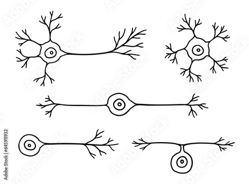Types of neuron anatomy: multipolar, bipolar, unipolar, and pseudo-unipolar