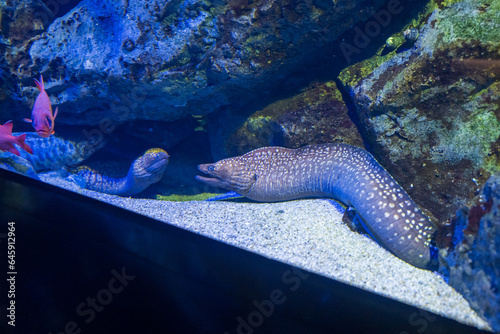 Canvastavla 日本の香川県坂出市の水族館の美しい展示