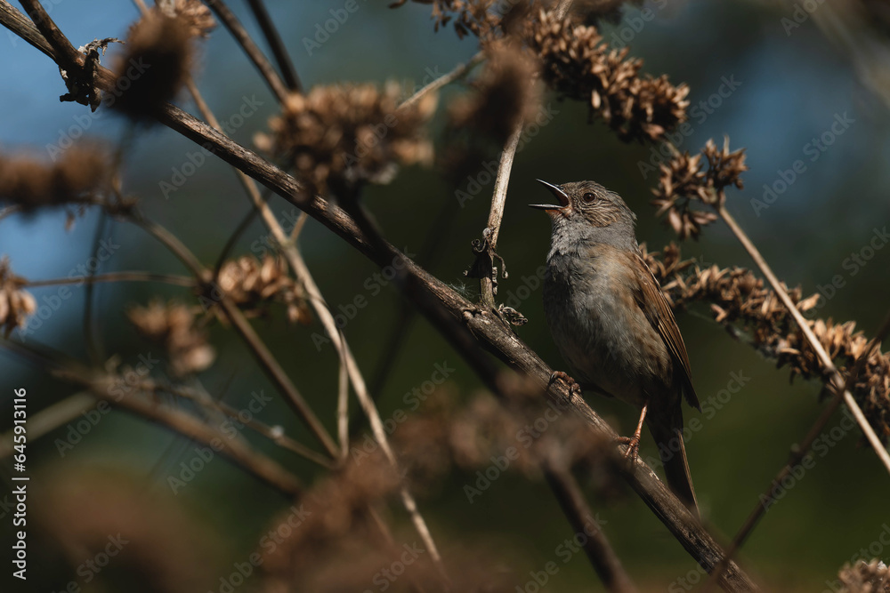 Obraz premium Erching bird