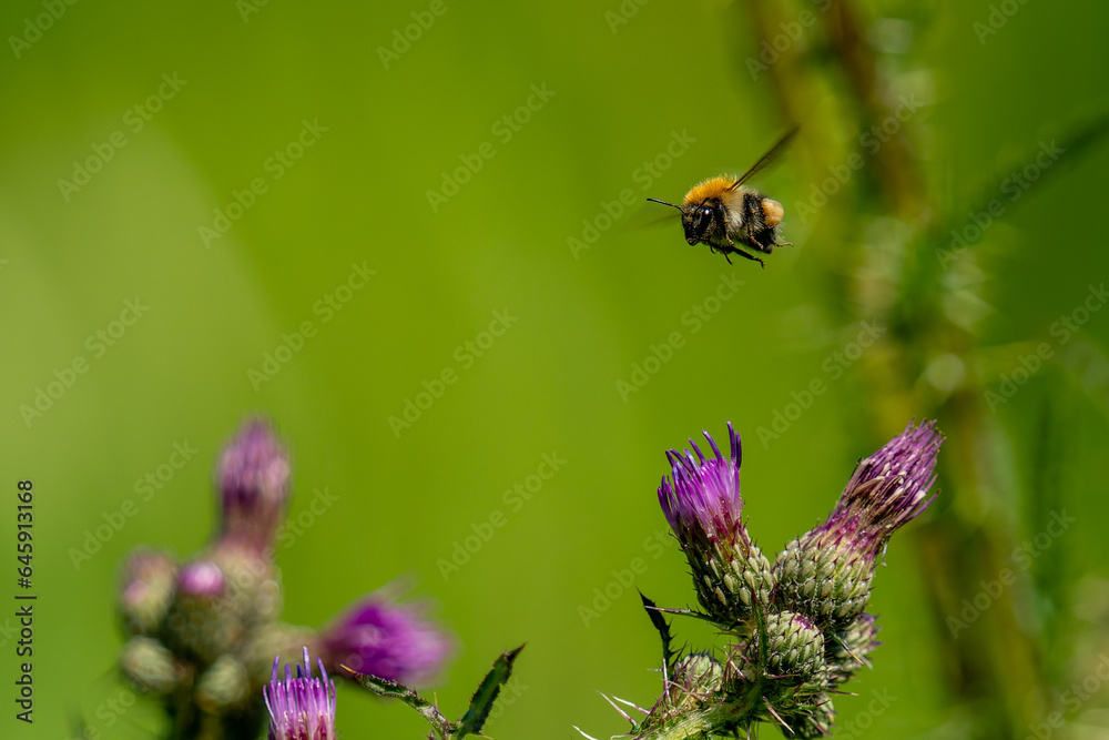 Bee in flight Bee in flight