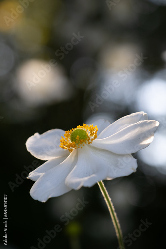 Vertical Japanese Anemone