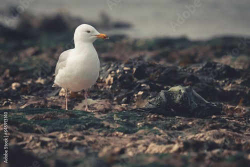 Herring gull  © Chris Palmer