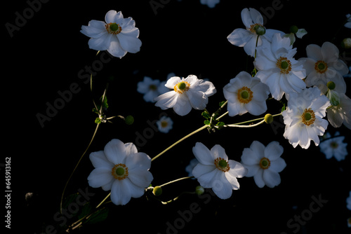 Horizontal Japanese Anemones