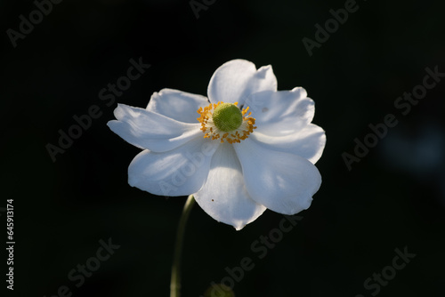 Horizontal Japanese Anemone