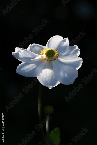 Vertical Japanese Anemone
