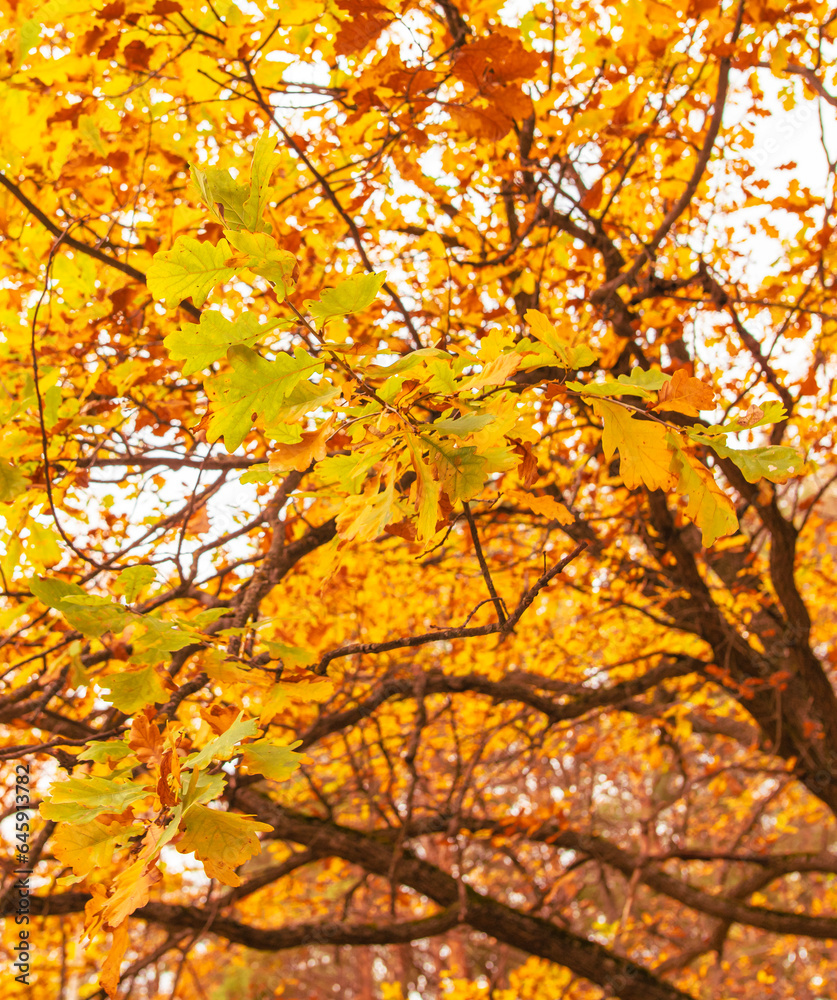 Golden leaves on an oak tree in autumn