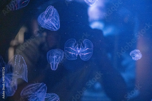 日本の香川県坂出市の水族館の美しい展示