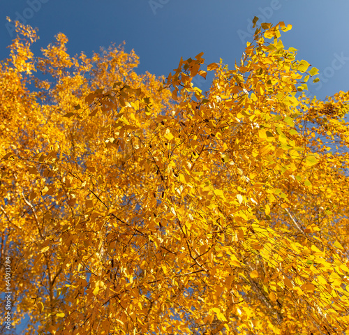 Golden leaves on a birch in autumn