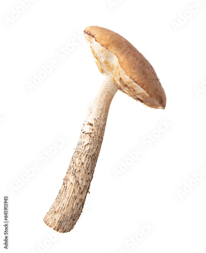 Boletus mushrooms isolated on white background © schankz