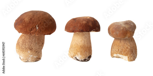 Boletus mushrooms isolated on white background