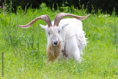 Portrait of a white goat on green grass
