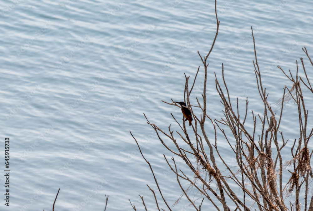 kingfisher bird sitting on a dry branch on a lake on the island of Crete on a summer day kingfisher bird sitting on a dry branch on a lake on the island of Crete on a summer day