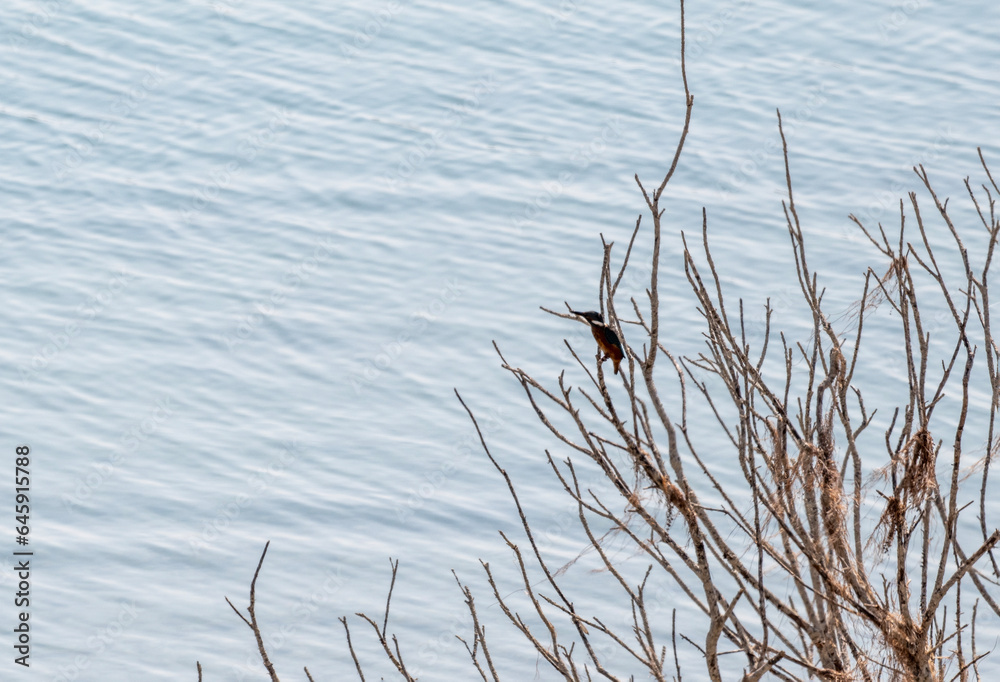 kingfisher bird sitting on a dry branch on a lake on the island of Crete on a summer day kingfisher bird sitting on a dry branch on a lake on the island of Crete on a summer day