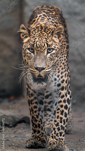 Portrait of Sri lankan leopard in zoo © Josef