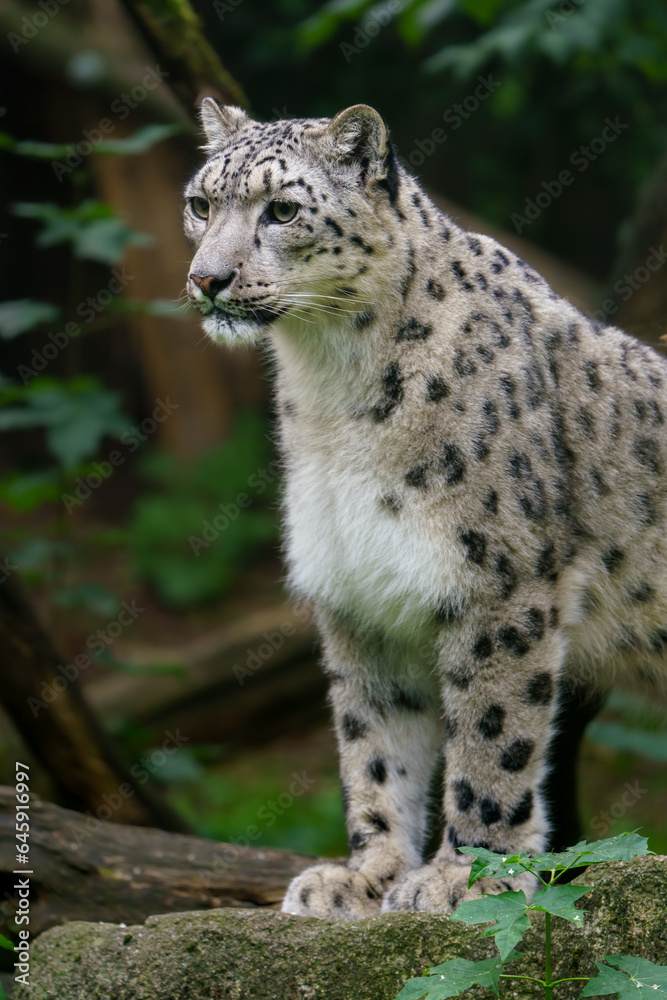 Portrait of Snow leopard in zoo Portrait of Snow leopard in zoo