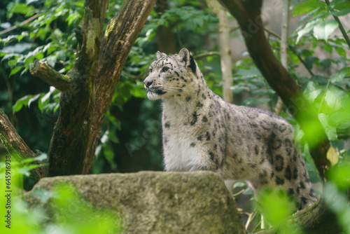Portrait of Snow leopard in zoo