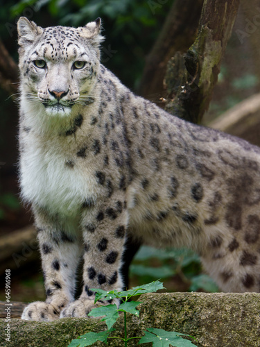 Portrait of Snow leopard in zoo © Josef