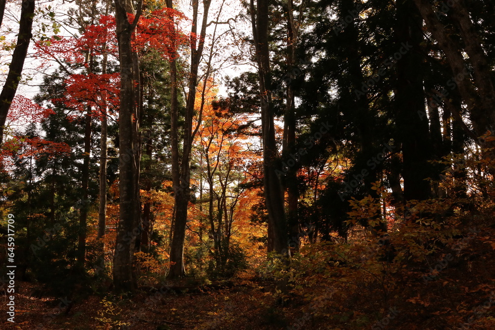 Obraz premium 紅葉する青森県蔦温泉の森。