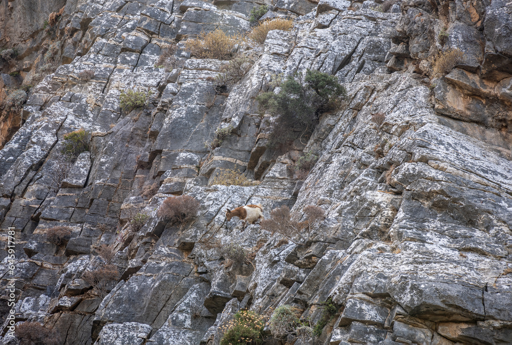 wild goats in the mountains in natural conditions on the island of Crete on a summer day